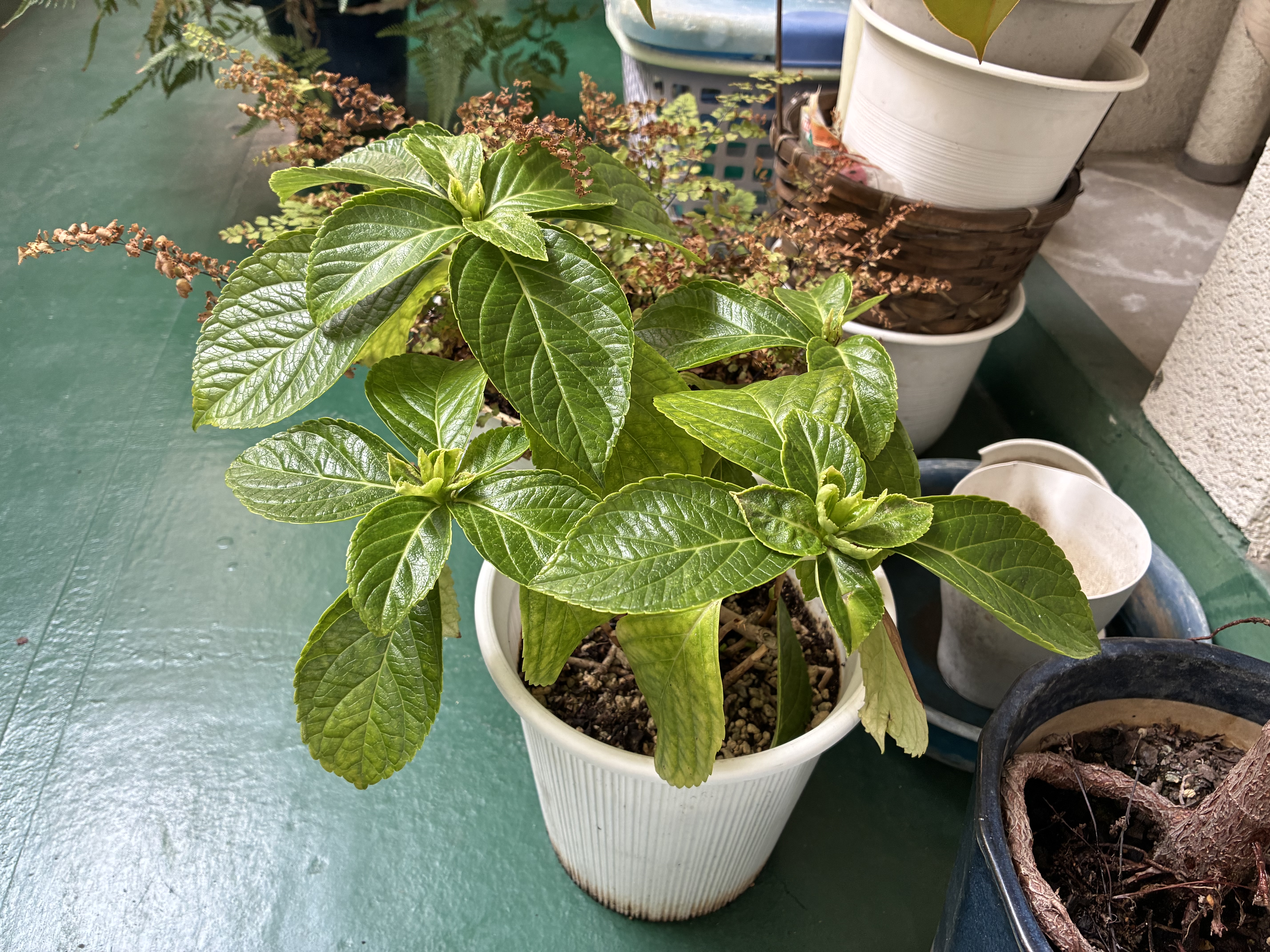 観葉植物処分｜不用品回収｜自治体公認｜愛媛県｜松山市